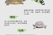 完美世界妖兽乌龟的技能特点是什么？完美世界妖兽乌龟技能的展示效果如何？