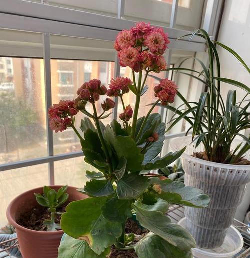 在手机版我的世界中如何种植花朵？