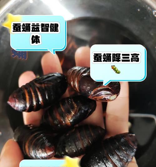 CF7软尾蚕蛹的价格是多少？购买时需要注意什么？